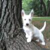 West Highland White Terrier AKC