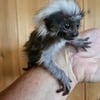 Monkey cotton top tamarin boy