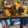 Sun Conures 3 available