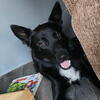 German Shepherd Mix