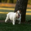 Male Bulldog, White and Brindle. Looking for a good home