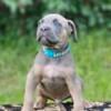 Rare DILUTED Blue and Tan Cane Corso Italian mastiff Minnesota Iowa Wisconsin Illinois south Dakota north Dakota