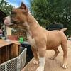 AMERICAN BULLY PUPPIES
