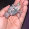 Baby parrotlets for sale