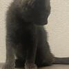 Grey kitten