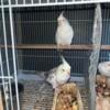 Pairs of cockatiel for sale 