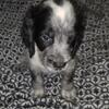 AKC Registered English Springer Spaniels