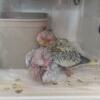 Baby Cockatiels available