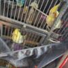 Cockatiels with cage