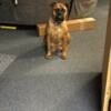 AKC Bullmastiff puppies for sale