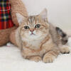 Litter of purebred Scottish fold kittens