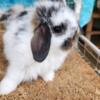 Holland Lop babies available