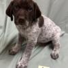 German Shorthaired Pointer Puppies FOR SALE