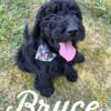 Bruce - F1bb Standard Goldendoodle - Morehead, KY