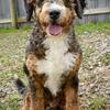 Mini Bernedoodle Stud for sale