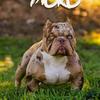 Incredible Opportunity – Female Micro Bully for Sale