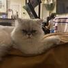 Oscar The Doll Face Persian - 2 Years Old