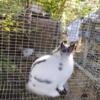 Broken Chinchilla Netherland Dwarf Jr Buck