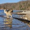 Stud Akc registered Sable German Shepherd