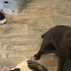 Beautiful bully