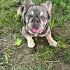 Fluffy French Bulldog - STUD