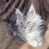 Silver high smoke Maine Coon Boy