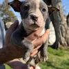 Adorable Bully Puppies for Sale – Healthy & Friendly