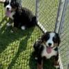 AKC Bernese Mountain puppies