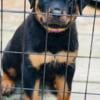 AKC Rottweiler female, great price ready to go!