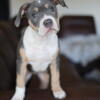 *REDUCED PRICE* 2 FEMALES LEFT - XXL American Bully Puppies Bossy Kennel Bloodline READY FOR HOMES*