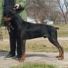 AKC non Z Black Male Genetically All Clear STUD SERVICE