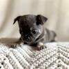 Chihuahua male