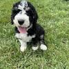 2 Standard Bernedoodles Left