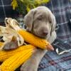 AKC Silver labs For Sale. near Ionia Michigan