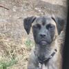 Boxer/Bullmastiff Mix Puppies – Big Loyal Family/Guard Dogs 🐾
