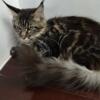 Maine Coon Female Kitten with Breeding Rights 