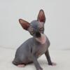 Sphynx Kittens looking for their forever home