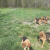 Bloodhound 10 month old pups