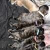 AKC English mastiff puppies