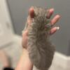 Lilac chinchilla BSH-RESERVED