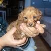 Cavapoo puppies. All have found beautiful families