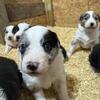 Australian shepherd puppies