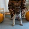 AKC German Shorthair Puppies Great Hunting and Family Companions Ready 10/27/24-1 Male left GAFC/NAFC Bloodlines