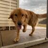 Golden Retriever Stud