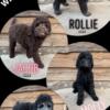 AKC Standard Poodles COLORADO