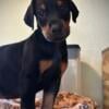 Doberman Puppies Available