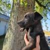 13 week old male patterdale pup