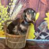 AKC CKC DUAL REGISTERED MINIATURE DACHSHUND DOXIE FOR STUD ONLY KY