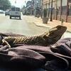 Male bearded dragon with cage