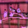 Society Finches siblings for sale